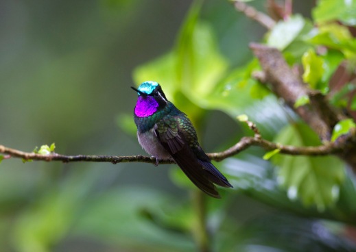 violet_headed_hummingbird