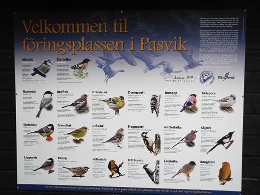 Pasvik_Birds